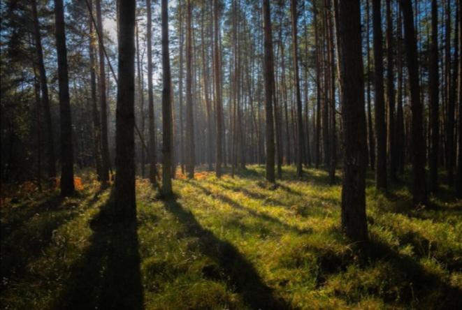 Apartament Pod Lasem Tenczynek Bagian luar foto